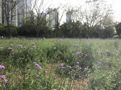 -万绿园