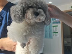 -博特宠物医院24h犬猫全科.骨科·异宠