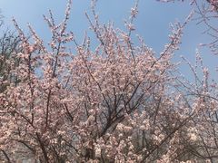 -武清南湖绿博园