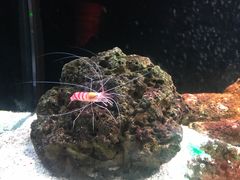 -暹罗海洋世界