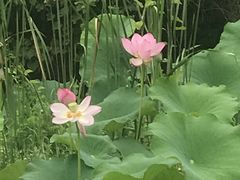 -艾溪湖湿地公园
