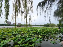 -济南大明湖景区