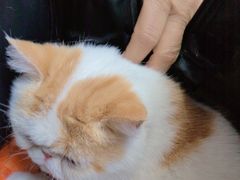 -爱侣·安琦尔宠物医院·中兽医针灸·心内科·狂犬免疫点(宝山区院)