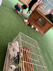 -萌宠亲子动物乐园(槐房万达店)