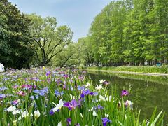 -上海共青森林公园