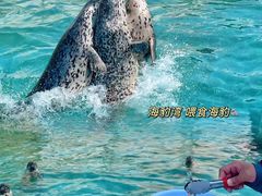 -秦皇岛乐岛海洋王国