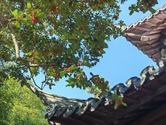 -秋霞圃