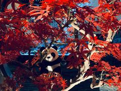 -红辣椒·川菜·火锅(大洋中心店)