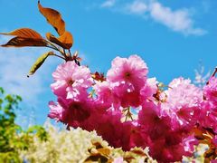 -北海道厅旧本厅舍(旧本庁舎)