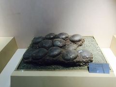 -嘉荫恐龙国家地质公园