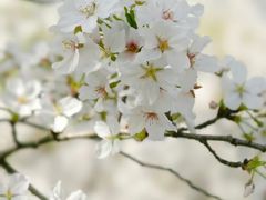 -洛阳市隋唐城遗址植物园