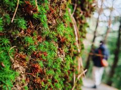 -苍山感通索道