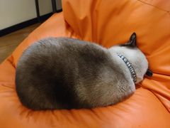 -有猫主题·治愈系猫咖(曾厝垵店)