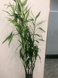 -苗方清颜·祛痘皮肤管理