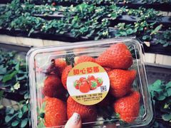 -甜心庄园·甜心草莓采摘园(西青中北店)