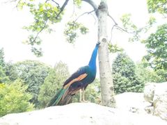 -昆明动物园