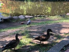 -北海道厅旧本厅舍(旧本庁舎)