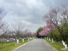 -上海海湾国家森林公园