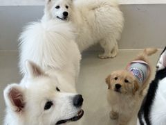 -共舞时光猫咖·狗咖(新街口店)