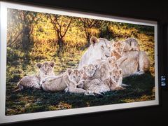 -罗红摄影艺术馆