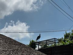 -新加坡飞禽公园