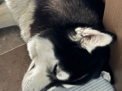 -瑞鹏宠物医院·超声·骨科·奇麟分院(蜀都万达店)