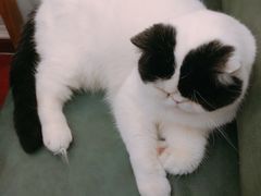 -猫小院猫主题咖啡厅(北锣店)