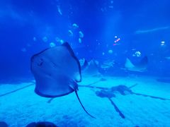 -烟台海昌鲸鲨海洋公园