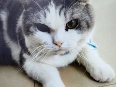 -瑞派动物医院·猫专科·至诚(江南中分院)