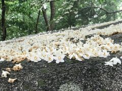 -崂山巨峰游览区