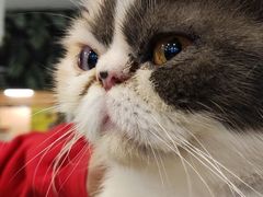 -平行世界·猫咖(首经贸店)