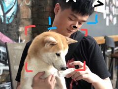 -柴犬高等学院·狗咖·柴犬售卖·宠物训练