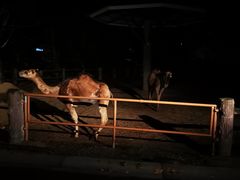 -清迈夜间动物园