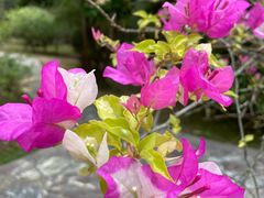 -中国科学院西双版纳热带植物园