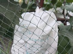 -马陆小张葡萄园农家乐