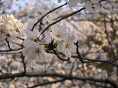 -高东镇樱花园