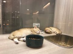 -飞行喵MR PILOT|猫舍·猫咖(静安大融城店)