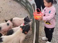 -前小桔亲子创意农场·草莓采摘·露营烧烤