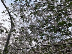 -武汉大学-樱园