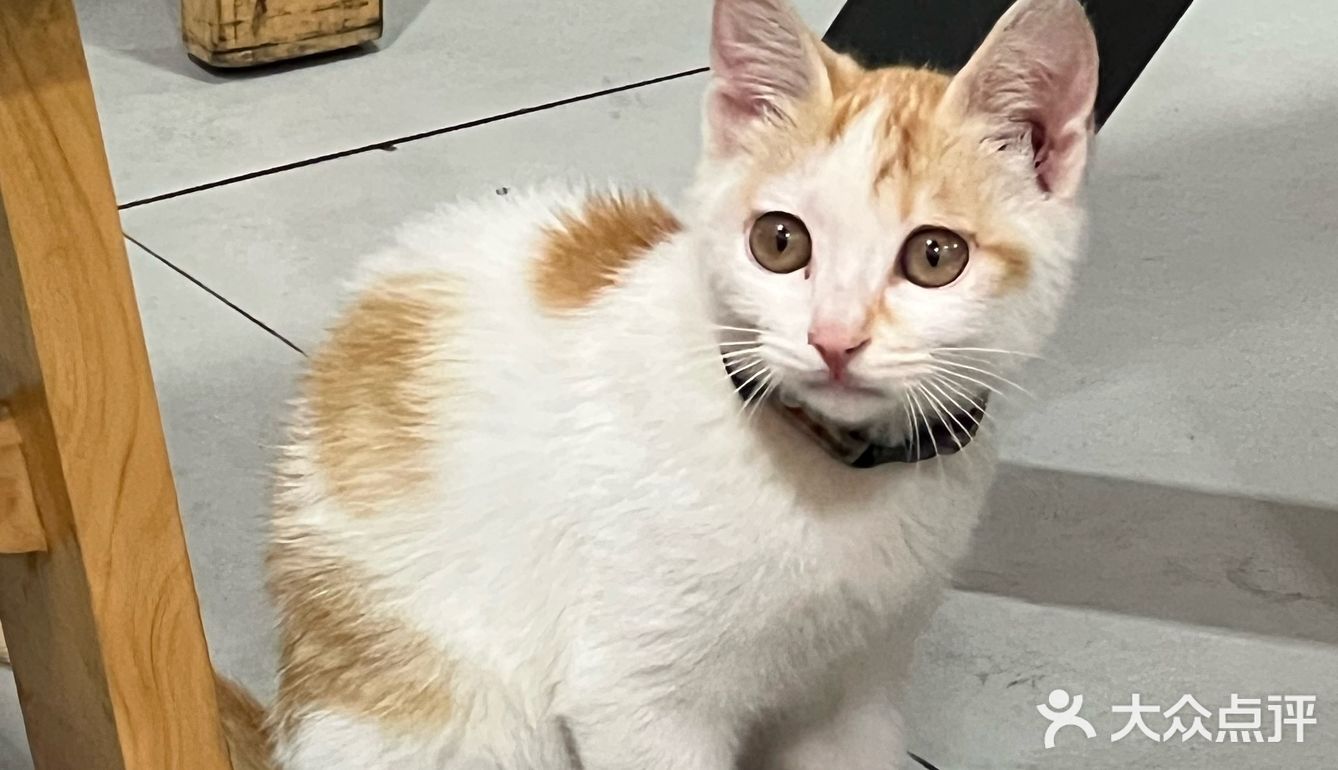 欣妹鸡杂！超级下饭的鸡杂锅