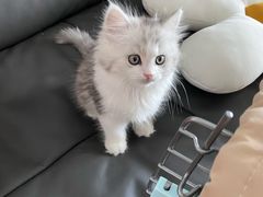 -欣宠猫屋·矮脚拿破仑·蓝金金渐层