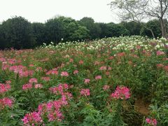 -松山湖梦幻百花洲