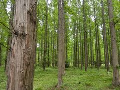 -黄海国家森林公园