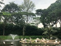 -新加坡飞禽公园