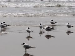 -北戴河东海水浴场