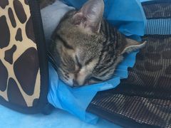 -纳吉亚猫专科动物诊疗中心(蒋宅口分院)