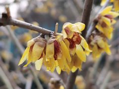 -国家植物园南园