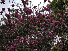 -广州市流溪河国家森林公园