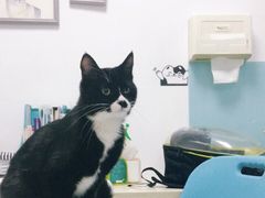 -莘程宠物医院(金山店)