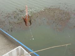 -同銮特种养殖场·龙虾垂钓